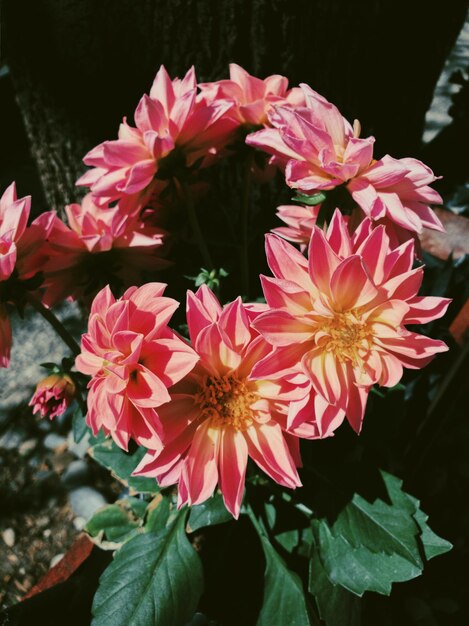 Foto hooghoekbeeld van roze bloeiende planten