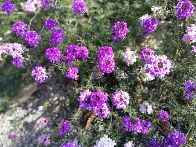 Foto hooghoekbeeld van roze bloeiende planten