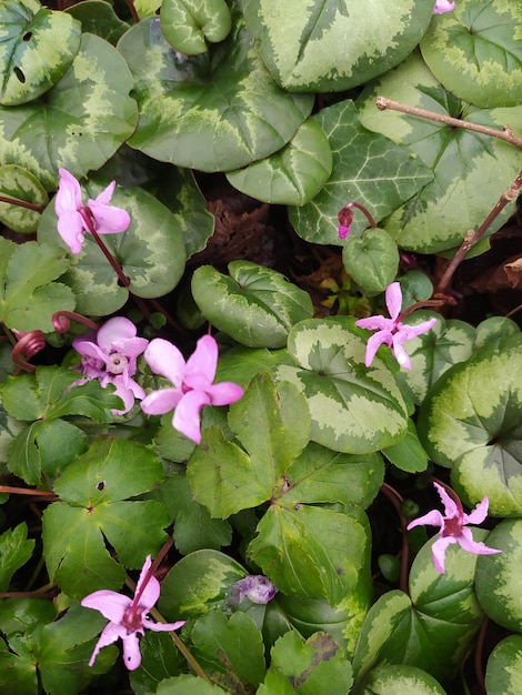 Foto hooghoekbeeld van roze bloeiende planten