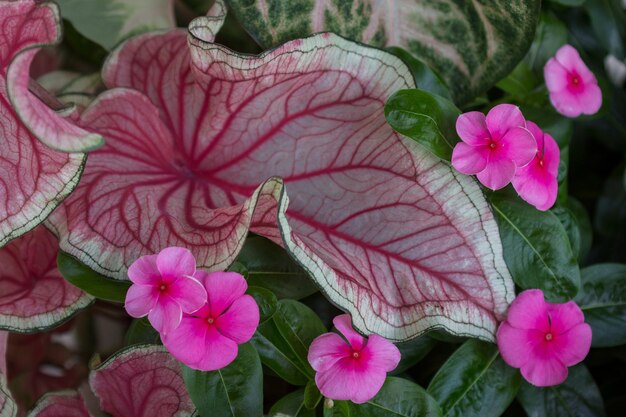 Foto hooghoekbeeld van roze bloemen die buiten bloeien