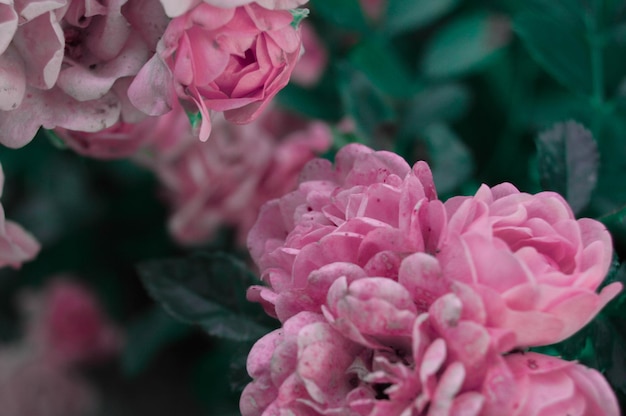 Foto hooghoekbeeld van roze bloemen die in het park groeien