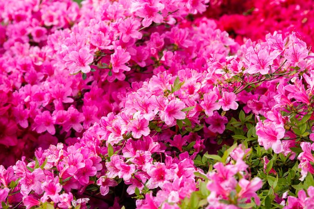 Hooghoekbeeld van roze bloemen in bloei