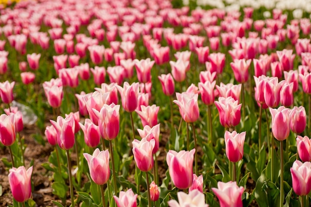 Hooghoekbeeld van roze tulpen die bloeien op het veld