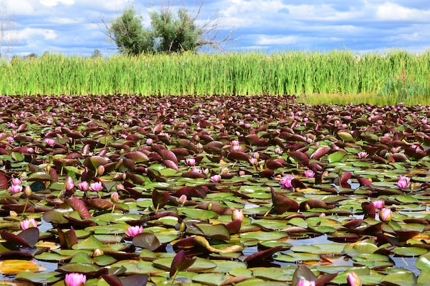 Hooghoekbeeld van roze waterlelies die in een vijver groeien