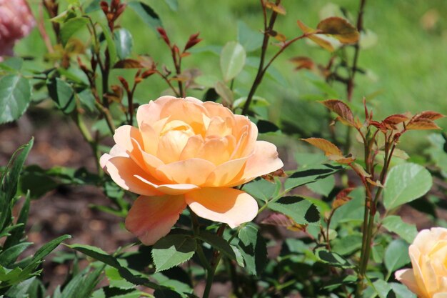 Foto hooghoekbeeld van rozenbloemen die bloeien in het park