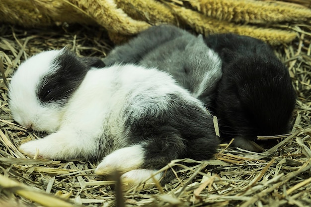 Hooghoekbeeld van schapen die in het gras slapen