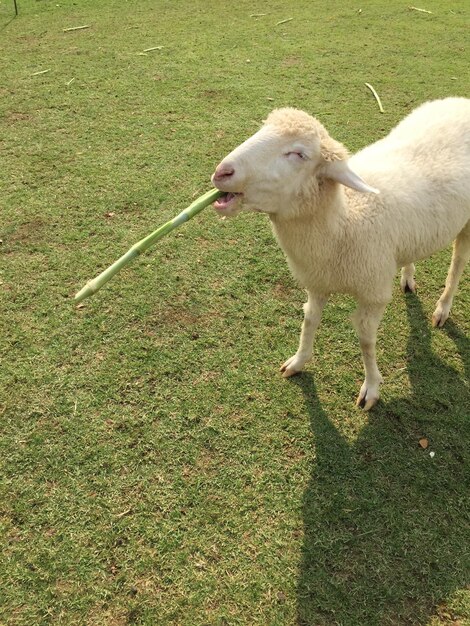 Hooghoekbeeld van schapen die op het veld staan