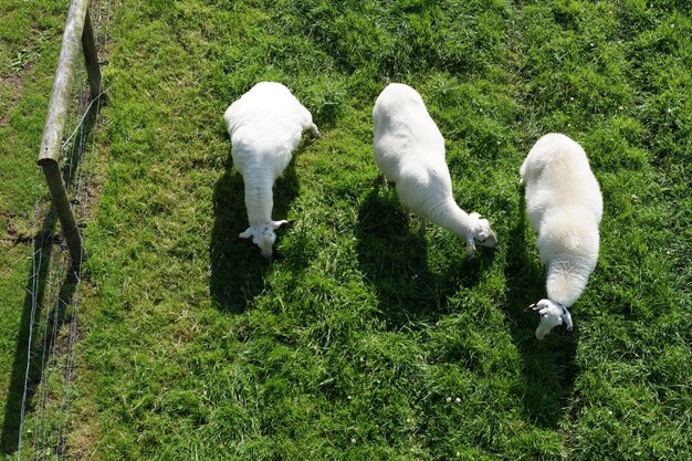 Foto hooghoekbeeld van schapen op het veld