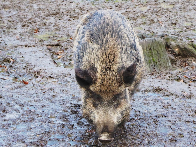 Foto hooghoekbeeld van schapen op het veld