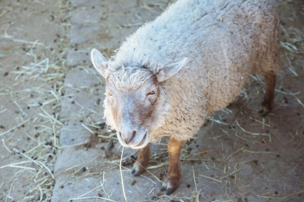 Hooghoekbeeld van schapen