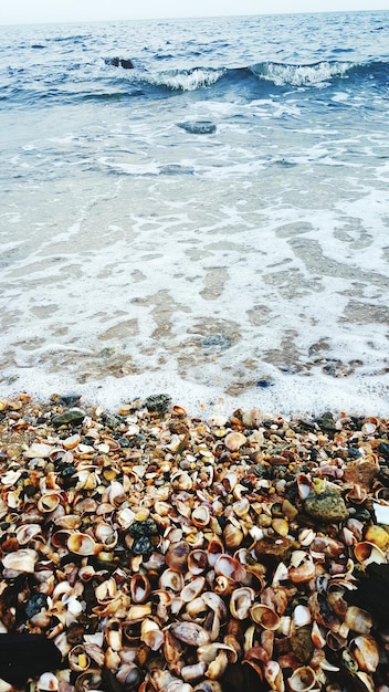 Hooghoekbeeld van schelpen op het strand