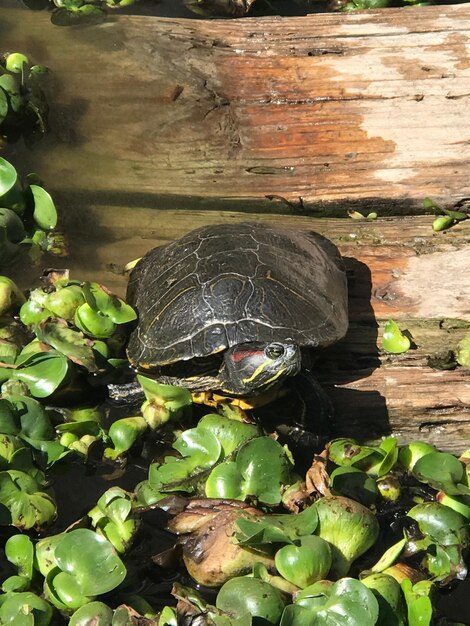 Foto hooghoekbeeld van schildpadden in het meer