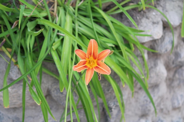 Hooghoekbeeld van sinaasappelbloeiende planten