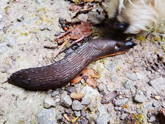 Foto hooghoekbeeld van slak op de vloer