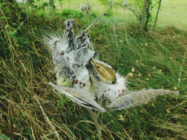 Foto hooghoekbeeld van slang op het veld