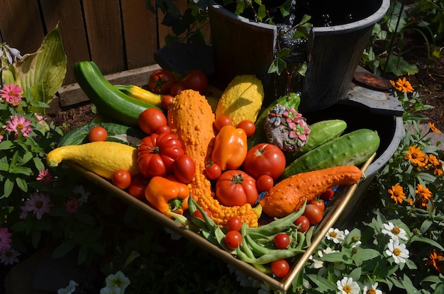 Foto hooghoekbeeld van tomaten op de plant