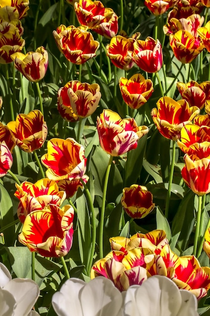 Hooghoekbeeld van tulpen die op het veld groeien