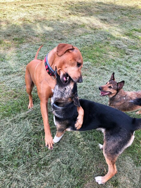 Foto hooghoekbeeld van twee honden op het veld