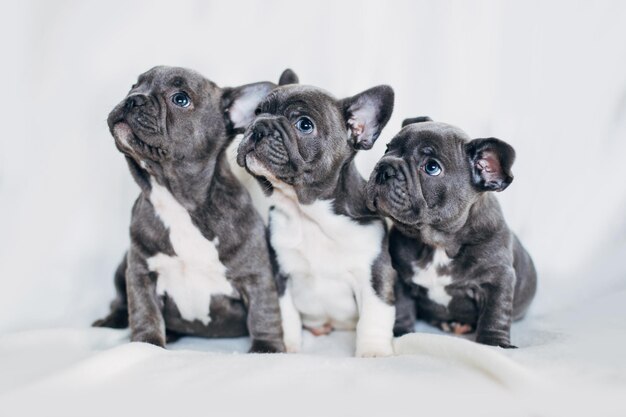 Foto hooghoekbeeld van twee honden tegen een witte achtergrond