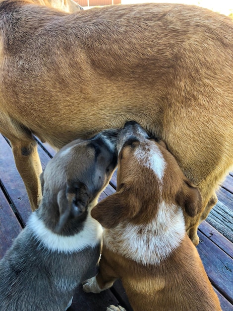 Foto hooghoekbeeld van twee honden