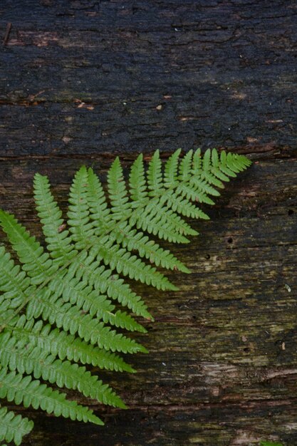 Foto hooghoekbeeld van varens te midden van planten