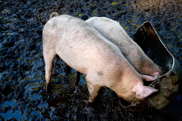Hooghoekbeeld van varkens in de modder die uit de trog eten