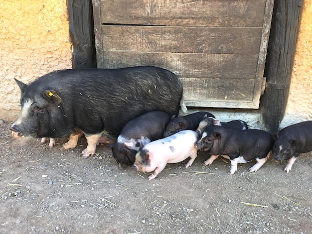 Foto hooghoekbeeld van varkens