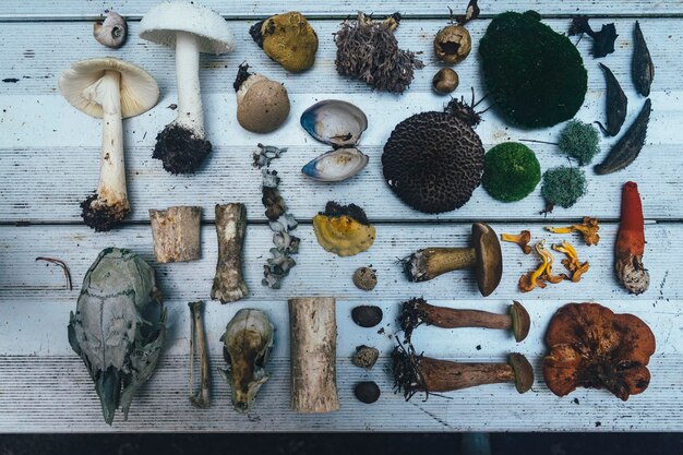 Foto hooghoekbeeld van verschillende paddenstoelen op tafel