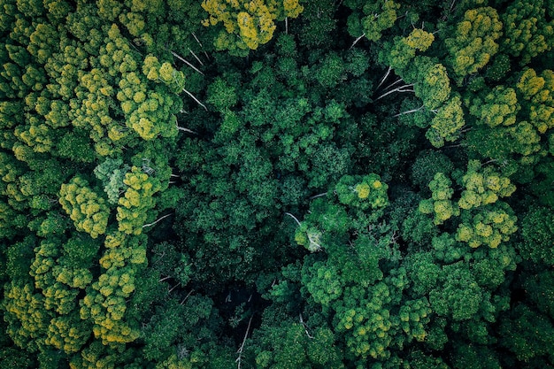 Hooghoekbeeld van verse groene planten