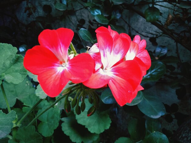 Foto hooghoekbeeld van verse rode bloemen die in de tuin bloeien