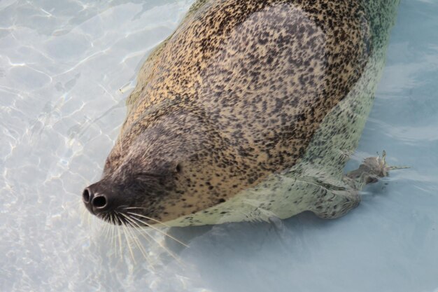 Foto hooghoekbeeld van vissen die in de zee zwemmen