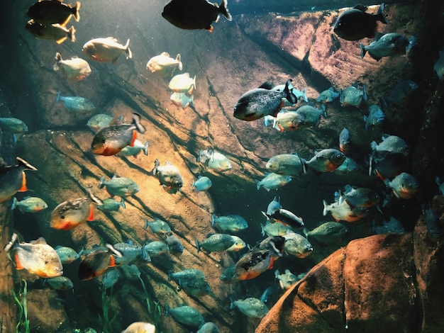 Foto hooghoekbeeld van vissen die in de zee zwemmen