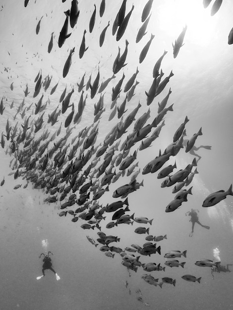 Hooghoekbeeld van vissen die in de zee zwemmen