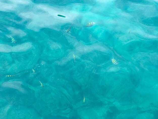 Foto hooghoekbeeld van vissen die in de zee zwemmen