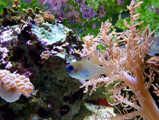 Foto hooghoekbeeld van vissen die in de zee zwemmen