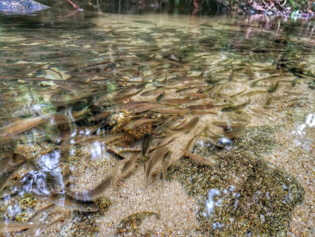 Foto hooghoekbeeld van vissen die in een rivier zwemmen