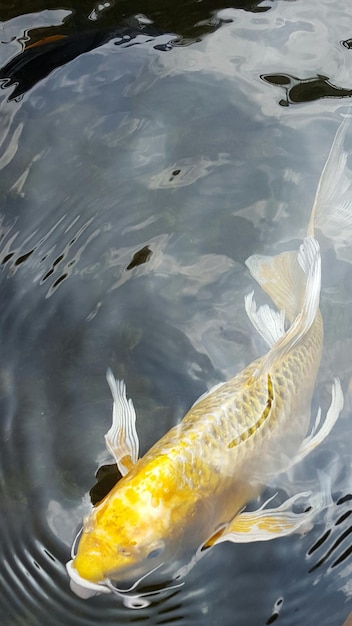 Foto hooghoekbeeld van vissen die in het water zwemmen