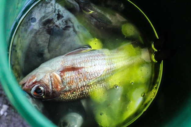 Foto hooghoekbeeld van vissen in een container