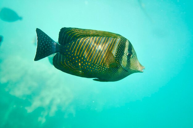 Foto hooghoekbeeld van vissen in het water