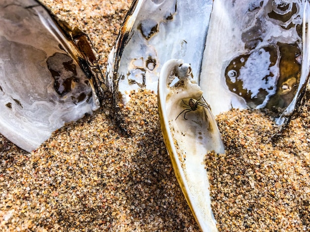 Foto hooghoekbeeld van vissen op het strand