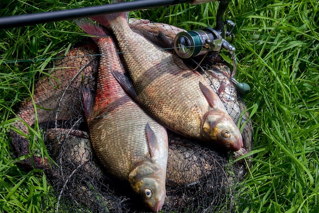 Foto hooghoekbeeld van vissen op het veld