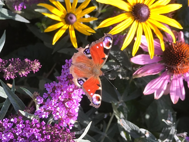 Foto hooghoekbeeld van vlinder op bloemen