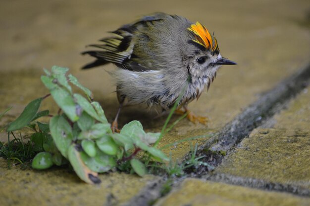 Foto hooghoekbeeld van vogel op het veld