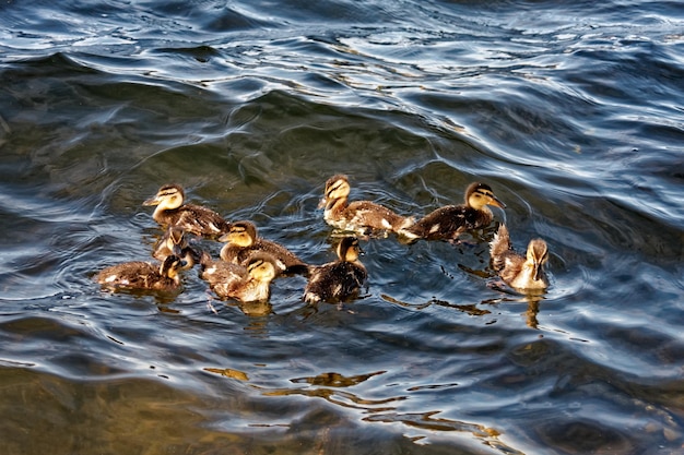 Hooghoekbeeld van vogels die in het meer zwemmen