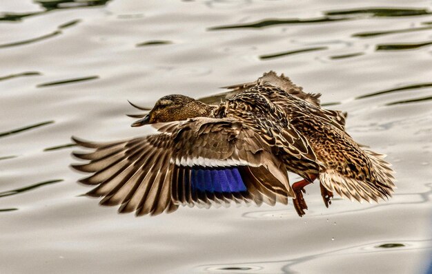 Foto hooghoekbeeld van vogels die in het meer zwemmen