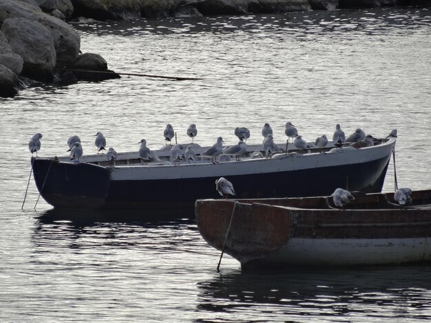 Hooghoekbeeld van vogels die op een boot in de rivier zitten