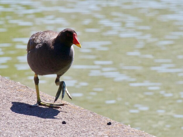 Hooghoekbeeld van vogels die op het meer zitten