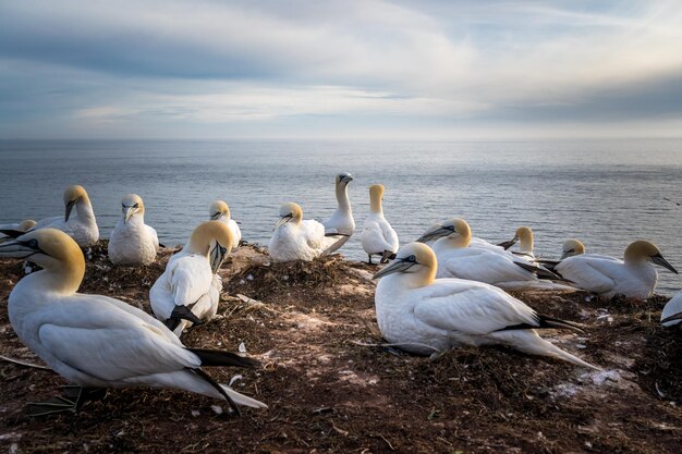 Foto hooghoekbeeld van vogels die op het strand zitten tegen de lucht