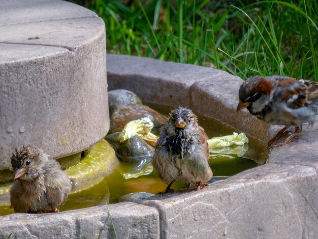 Foto hooghoekbeeld van vogels die op het water zitten