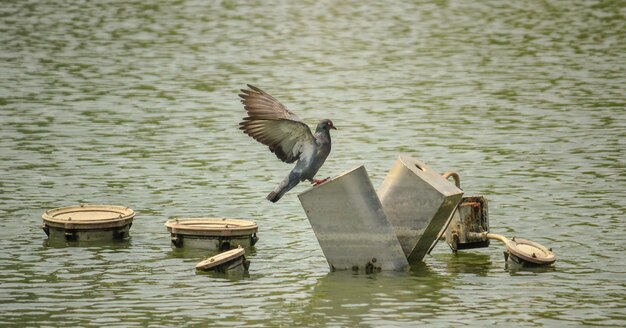 Foto hooghoekbeeld van vogels die over het meer vliegen